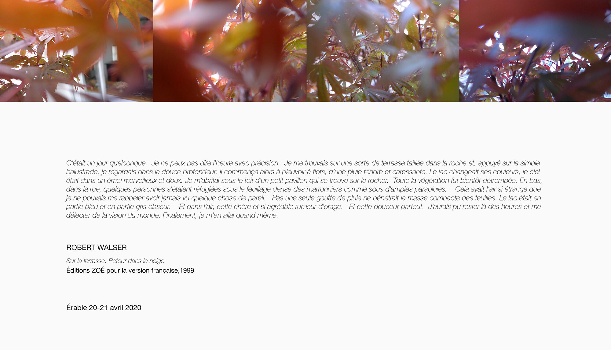 ©AnneDelassus-Érable20-21avril2020-fbfafa